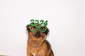 dog with glasses new year 2024. Happy new year. greeting card with space for writing