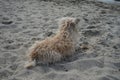 A dog of the Glen of Imaal Terrier breed sits on the beach and looks at the water. Berlin, Germany Royalty Free Stock Photo