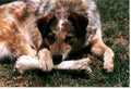 Dog Gnawing Bone Royalty Free Stock Photo