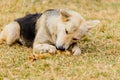 Dog gnawing on a bone in the Grass. Royalty Free Stock Photo