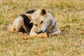 Dog gnawing on a bone in the Grass. Royalty Free Stock Photo