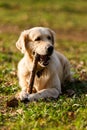 Dog gnawing stick on lawn Royalty Free Stock Photo