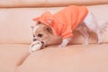 The dog gnaws a bone. Chihuahua eats on a beige sofa Royalty Free Stock Photo