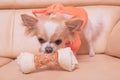 The dog gnaws a bone. Chihuahua eats on a beige sofa Royalty Free Stock Photo