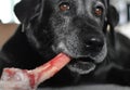 dog gnaws on a large bone
