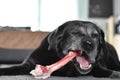 dog gnaws on a raw bone
