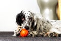 Dog gnaws toy ball Royalty Free Stock Photo