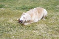 Dog gnaws a wooden stick in the grass