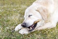 Dog gnaws a wooden stick in the grass