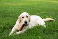 Dog gnaws a wooden stick, Golden Retriever