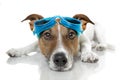Dog goggles Royalty Free Stock Photo