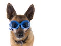 Dog goggles Royalty Free Stock Photo