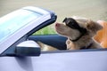 Dog with goggles drives a cabriolet