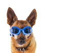 Dog goggles Royalty Free Stock Photo
