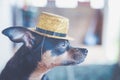 Dog in a gold hat , an image of a magician, a circus artist. Russian toy terrier