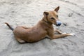 A dog with a golden coat sits on the beach at Pottuvil.