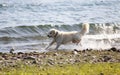 Dog, Golden Redriever jumps in the water, on the shore of the lake, around and enjoys the water drops, splashes