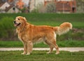 Dog / Golden Retriever