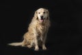 A dog, a golden Retriever on a black background.Studio shooting