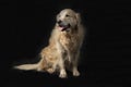 A dog, a golden Retriever on a black background.Studio shooting