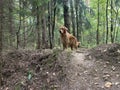 dog in the forest on the mountain