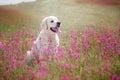 Dog Golden Retriever in flowers