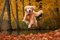 Dog, golden retriever jumping through autumn leaves in the park. Royalty Free Stock Photo