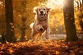 Dog, golden retriever jumping through autumn leaves in autumnal sunlight Royalty Free Stock Photo