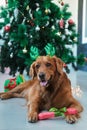 A dog of the Golden Retriever lies near the Christmas tree and holds in his paws Royalty Free Stock Photo