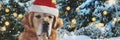 dog golden retriever wearing a santa claus hat in front of illuminated christmas tree Royalty Free Stock Photo