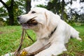 The dog golden retriver plays with a stick on a lawn Royalty Free Stock Photo