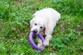 The dog golden retriver plays with a toy on a lawn Royalty Free Stock Photo