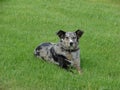 Old dog lying on the grass