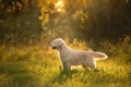 Dog on the grass in the park. Golden retriever in nature. Pet for a walk