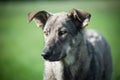 Dog on the grass Royalty Free Stock Photo