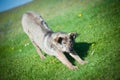 Dog on the grass Royalty Free Stock Photo