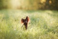 Dog in the grass. The Toy Terrier