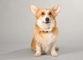 Dog on a gray background in the studio shooting welsh corgi pembroke Royalty Free Stock Photo