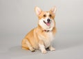 Dog on a gray background in the studio shooting welsh corgi pembroke Royalty Free Stock Photo