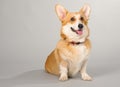 Dog on a gray background in the studio shooting welsh corgi pembroke Royalty Free Stock Photo