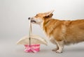 Dog on a gray background in the studio shooting welsh corgi pembroke Royalty Free Stock Photo