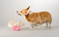 Dog on a gray background in the studio shooting welsh corgi pembroke Royalty Free Stock Photo