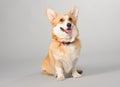 Dog on a gray background in the studio shooting welsh corgi pembroke Royalty Free Stock Photo