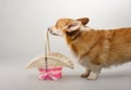 Dog on a gray background in the studio shooting welsh corgi pembroke Royalty Free Stock Photo