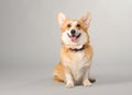 Dog on a gray background in the studio shooting welsh corgi pembroke Royalty Free Stock Photo