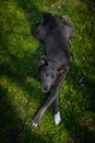 Dog of gray color with white spots on the grass Royalty Free Stock Photo