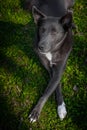 Dog of gray color with white spots on the grass Royalty Free Stock Photo