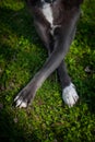Dog of gray color with white spots on the grass Royalty Free Stock Photo