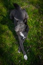 Dog of gray color with white spots on the grass Royalty Free Stock Photo