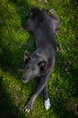 Dog of gray color with white spots on the grass Royalty Free Stock Photo